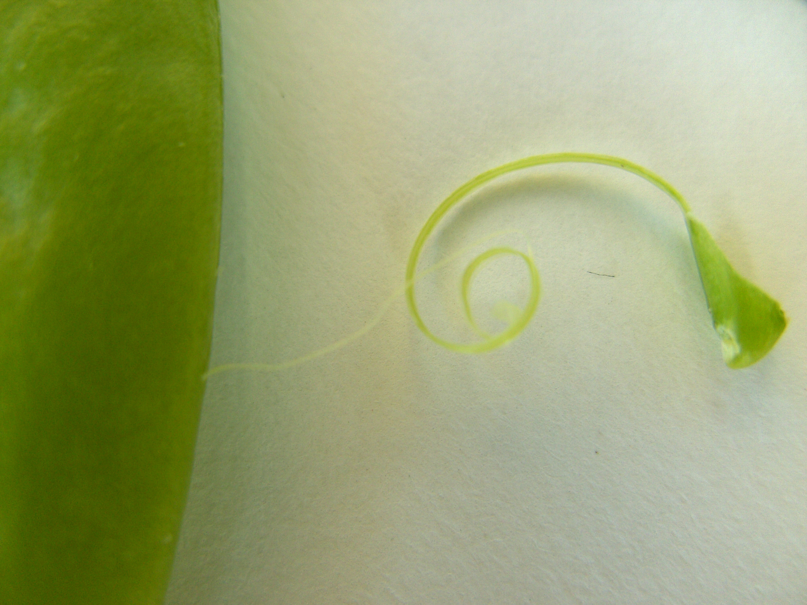 vegetable4